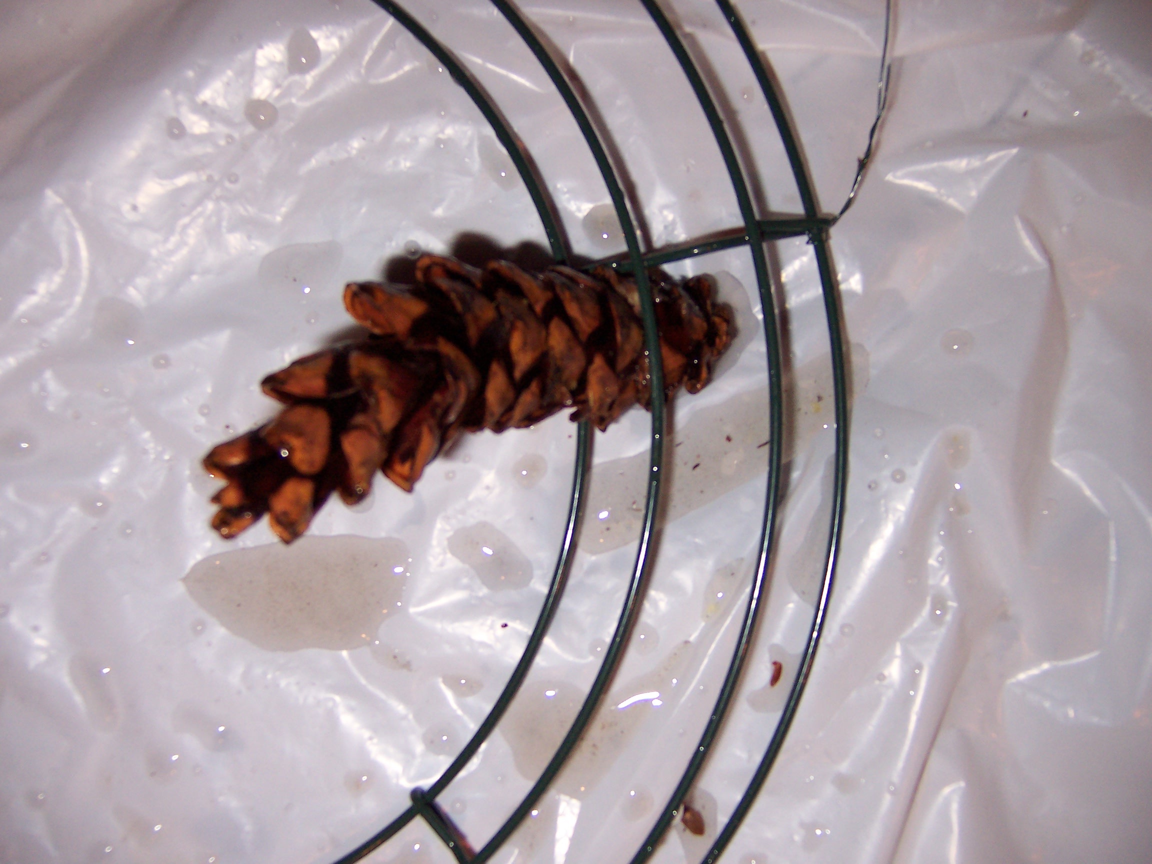 pinecone (12)