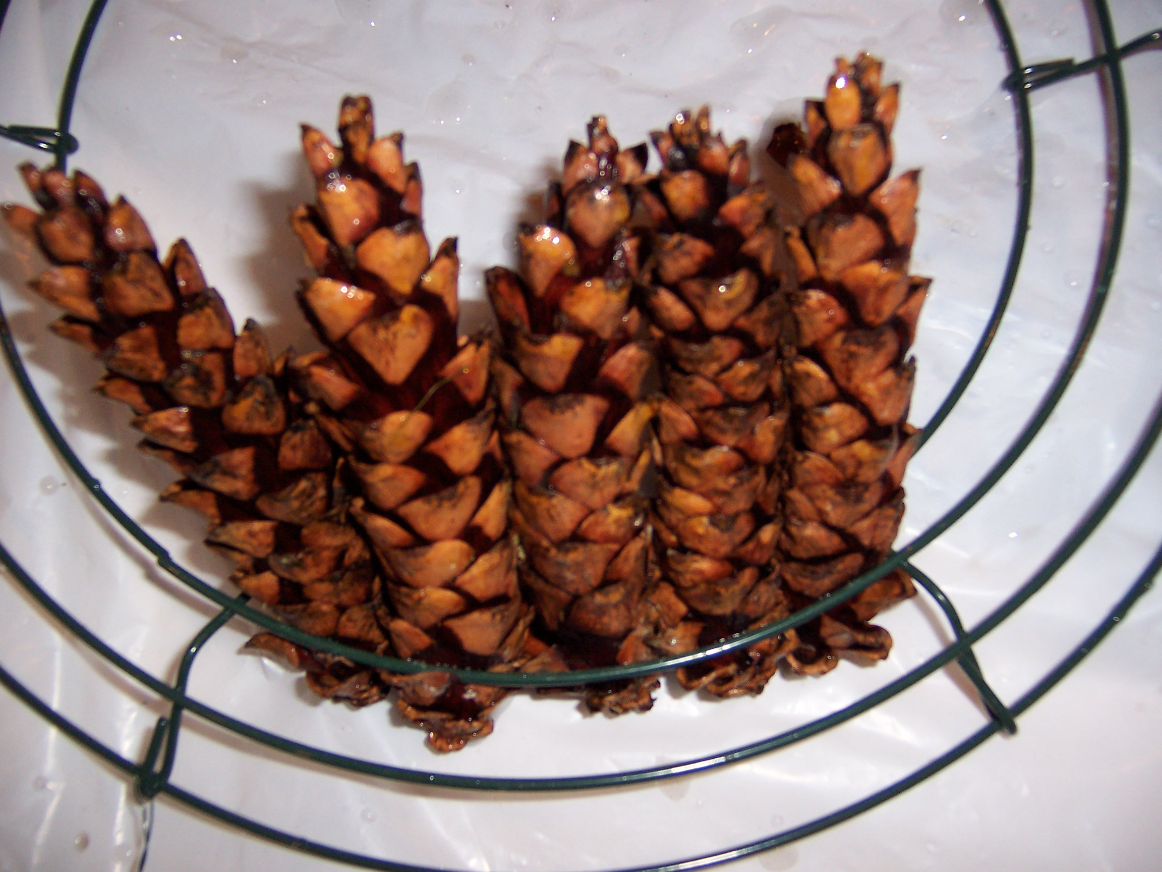 pinecones (13)