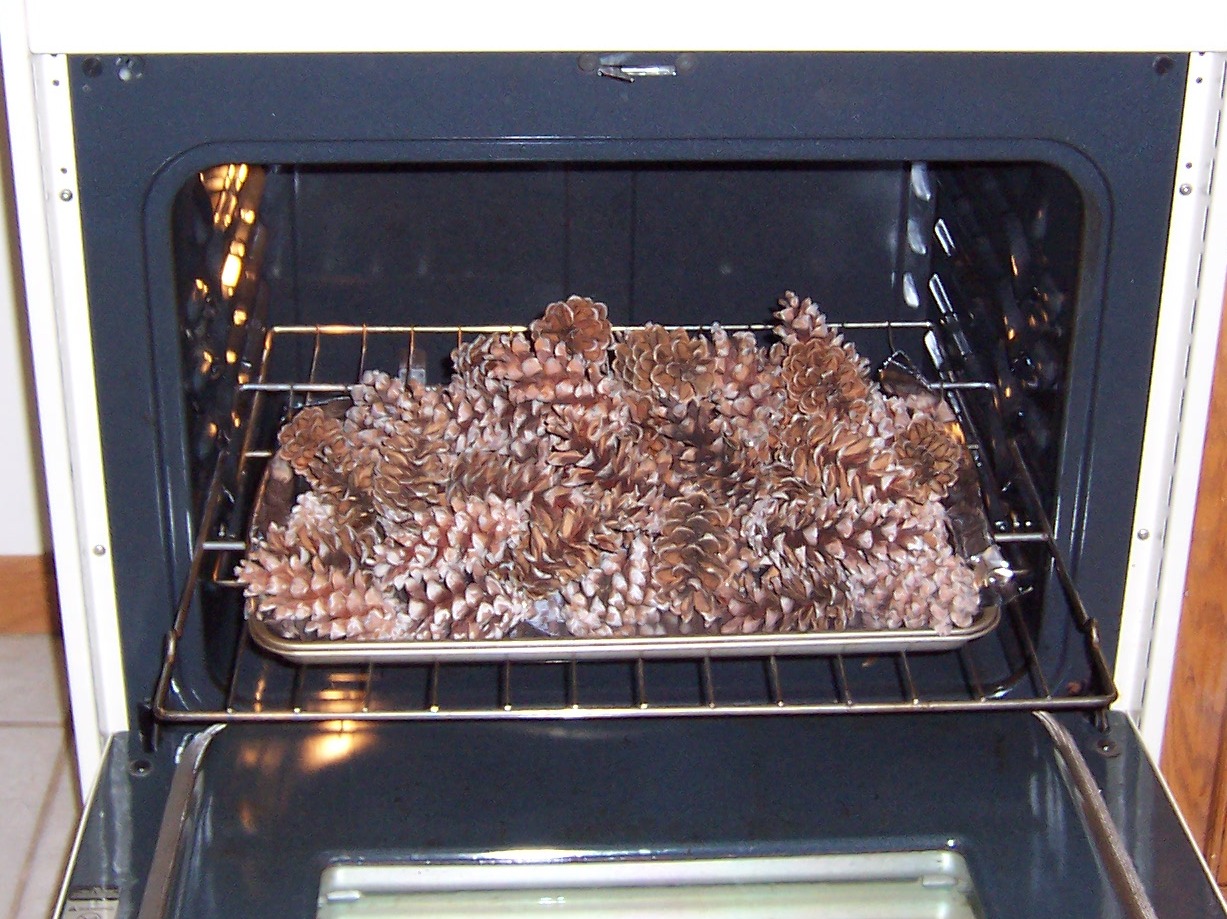 How to Bake Pinecones (and Why) - Refresh Restyle