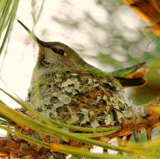 WHSIM-annas-mother-to-be-hummingbird